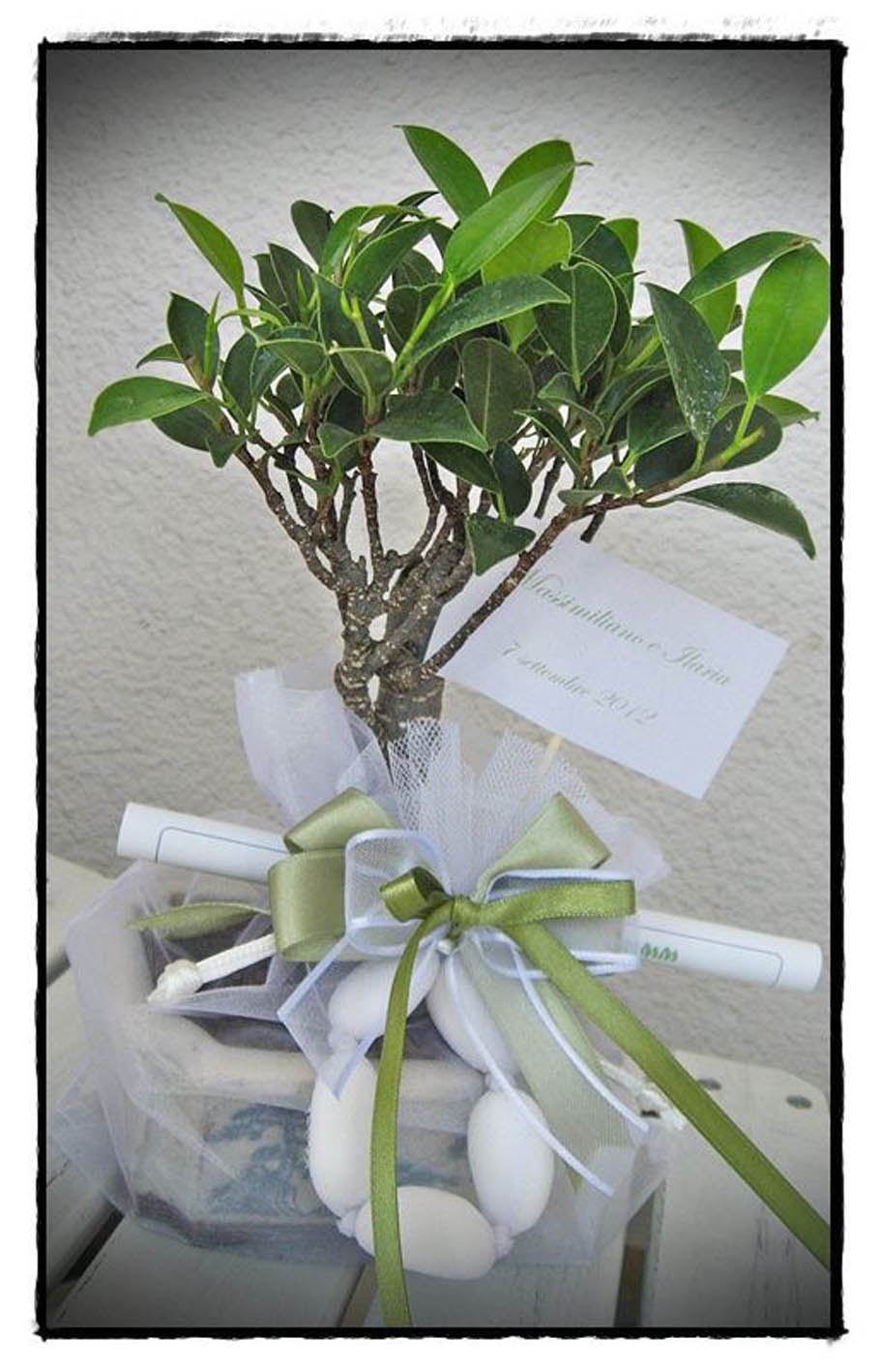 bomboniera matrimonio bonsai fiocco verde